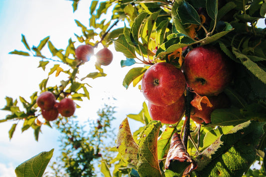 🍏 Benefiti jabuka na zdravlje, prosječne nutritivne vrijednosti, recepti